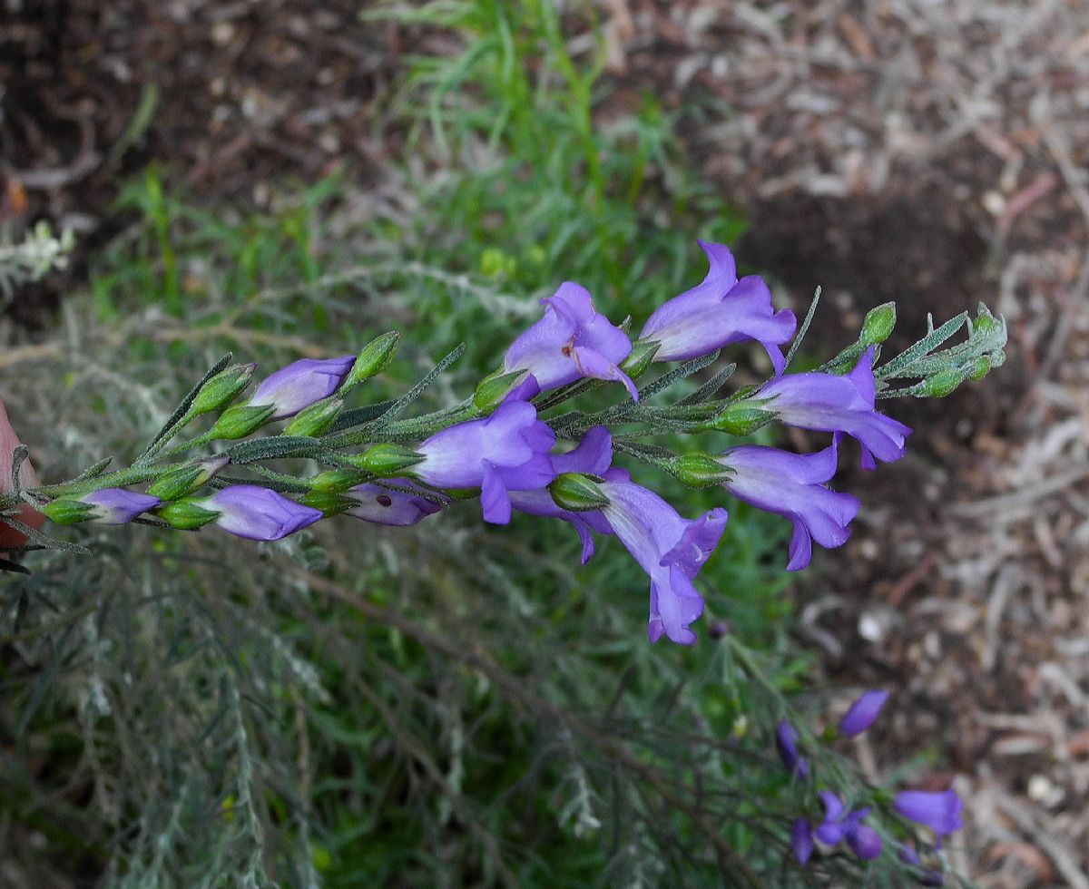 Scrophulariaceae Eremophila drummondii