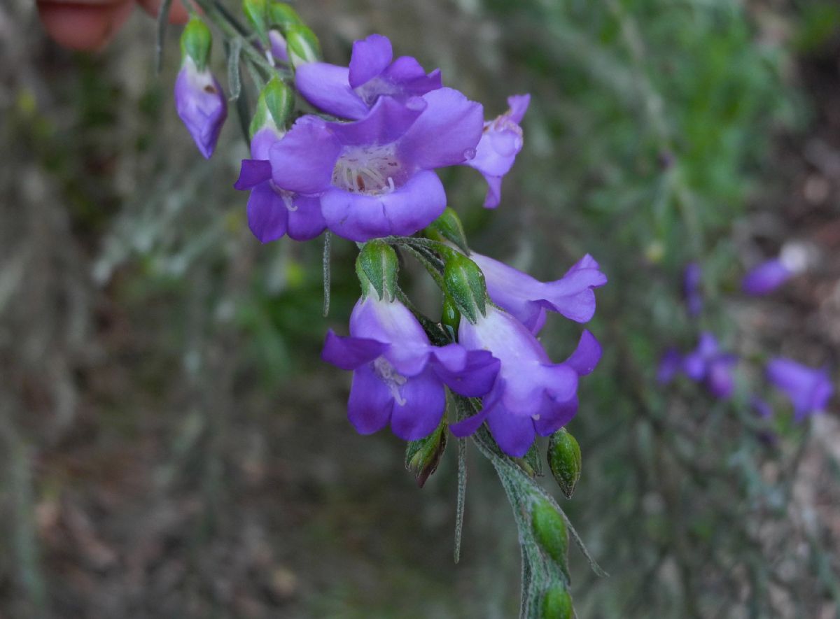 Scrophulariaceae Eremophila drummondii