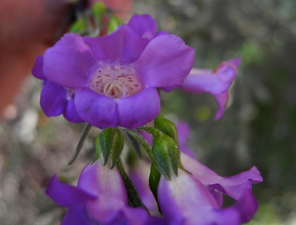 Scrophulariaceae Eremophila drummondii