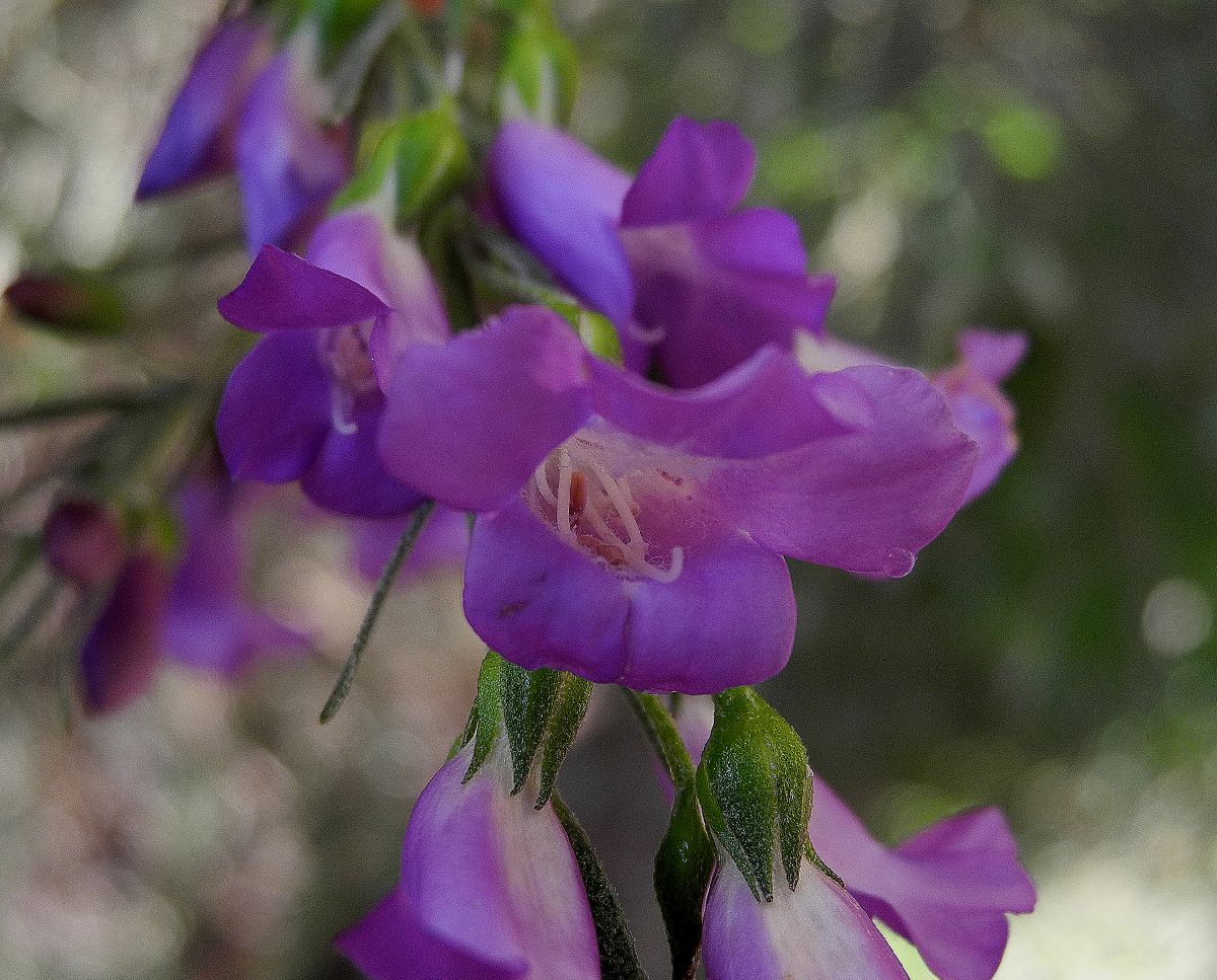 Scrophulariaceae Eremophila drummondii