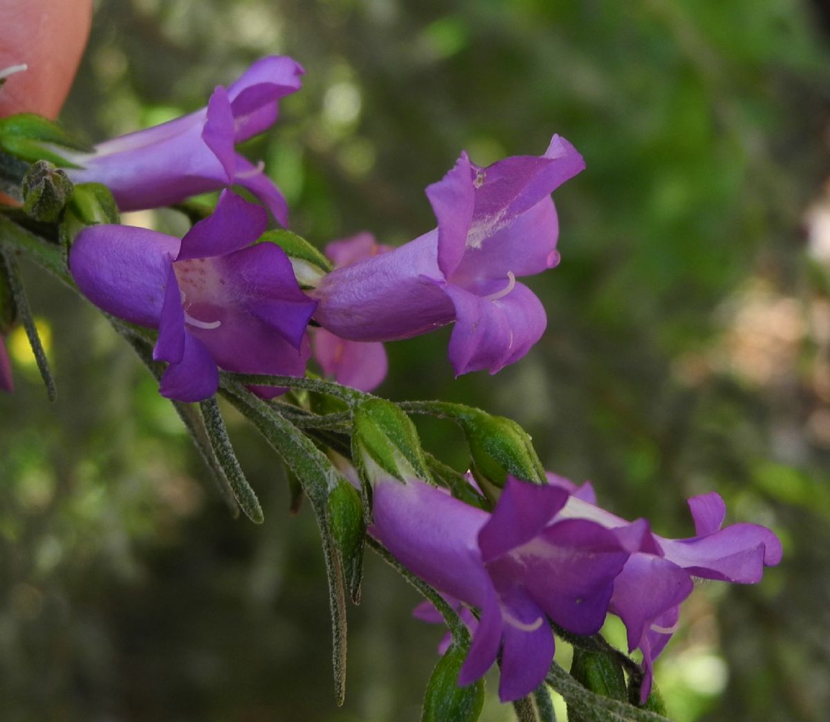 Scrophulariaceae Eremophila drummondii
