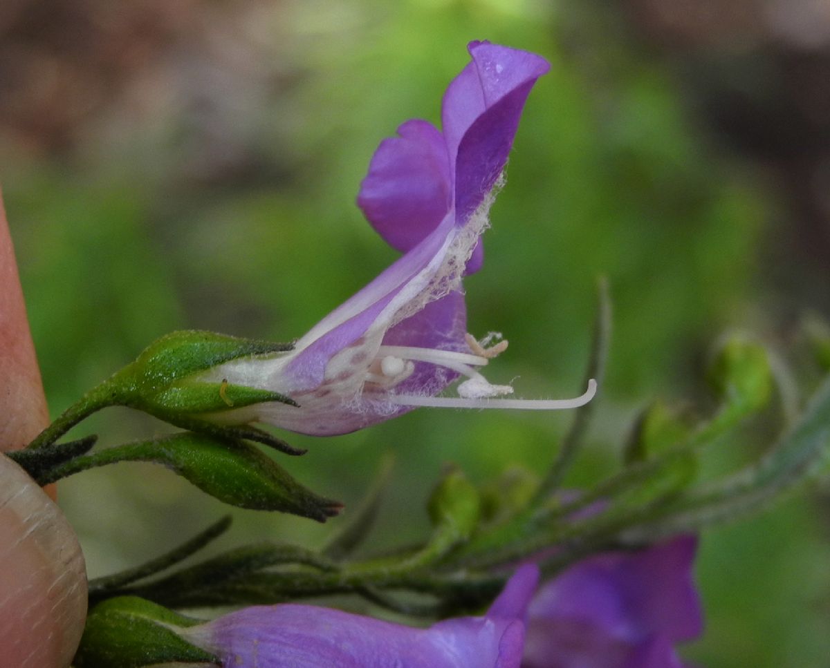 Scrophulariaceae Eremophila drummondii