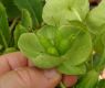 image of Helleborus argutifolius