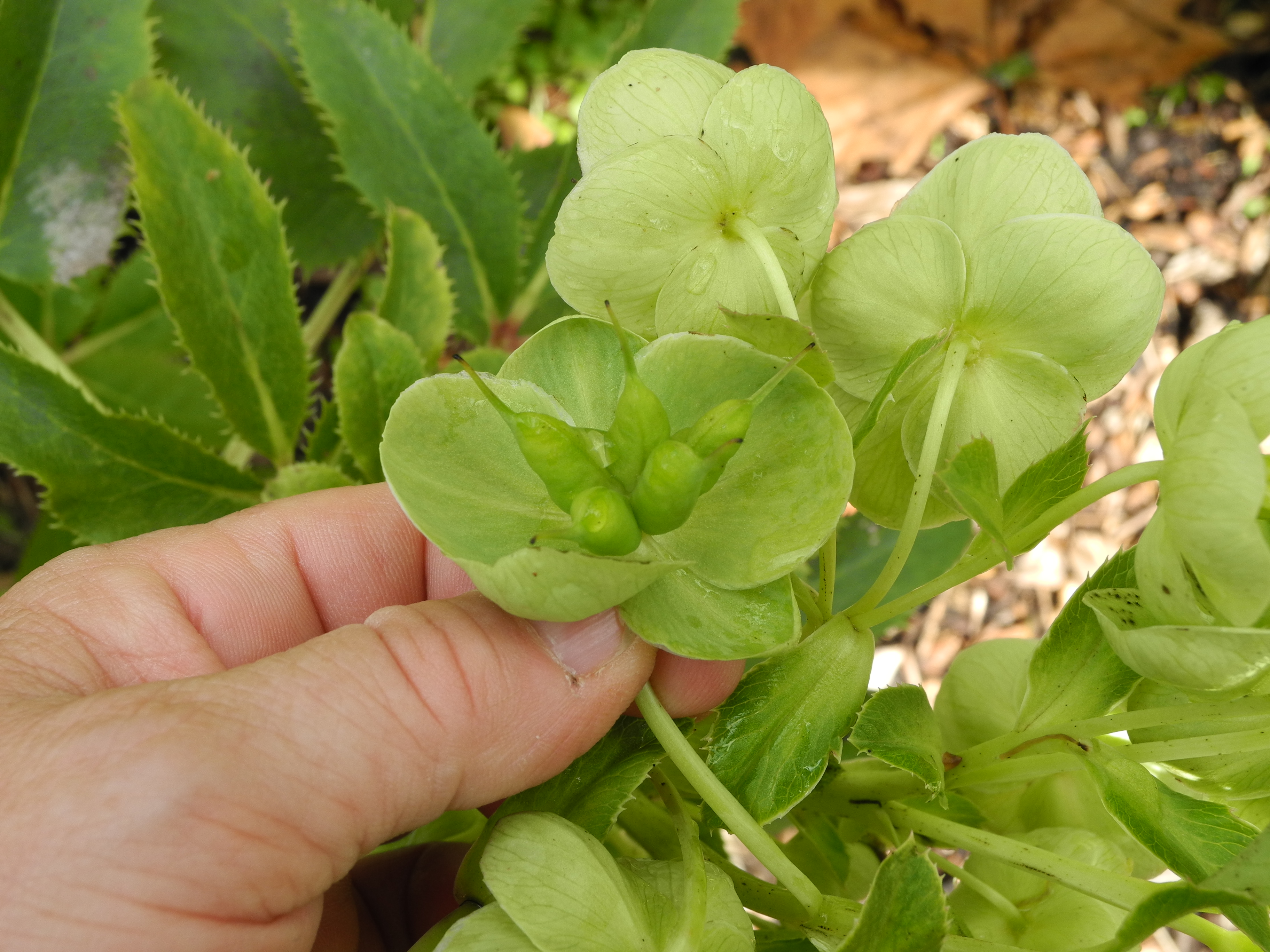 Ranunculaceae Helleborus argutifolius
