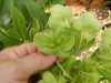 image of Helleborus argutifolius