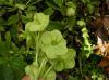 image of Helleborus argutifolius