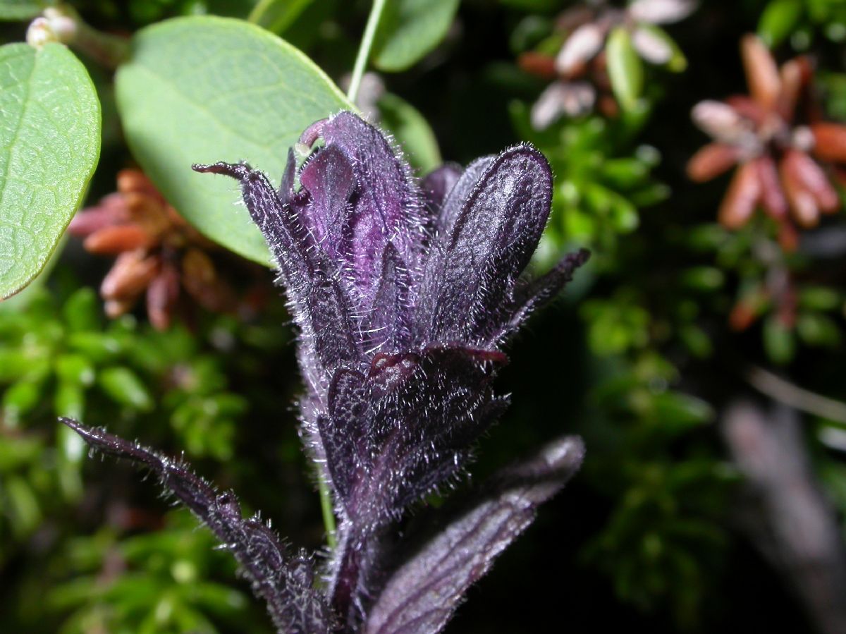 Orobanchaceae Bartsia alpina