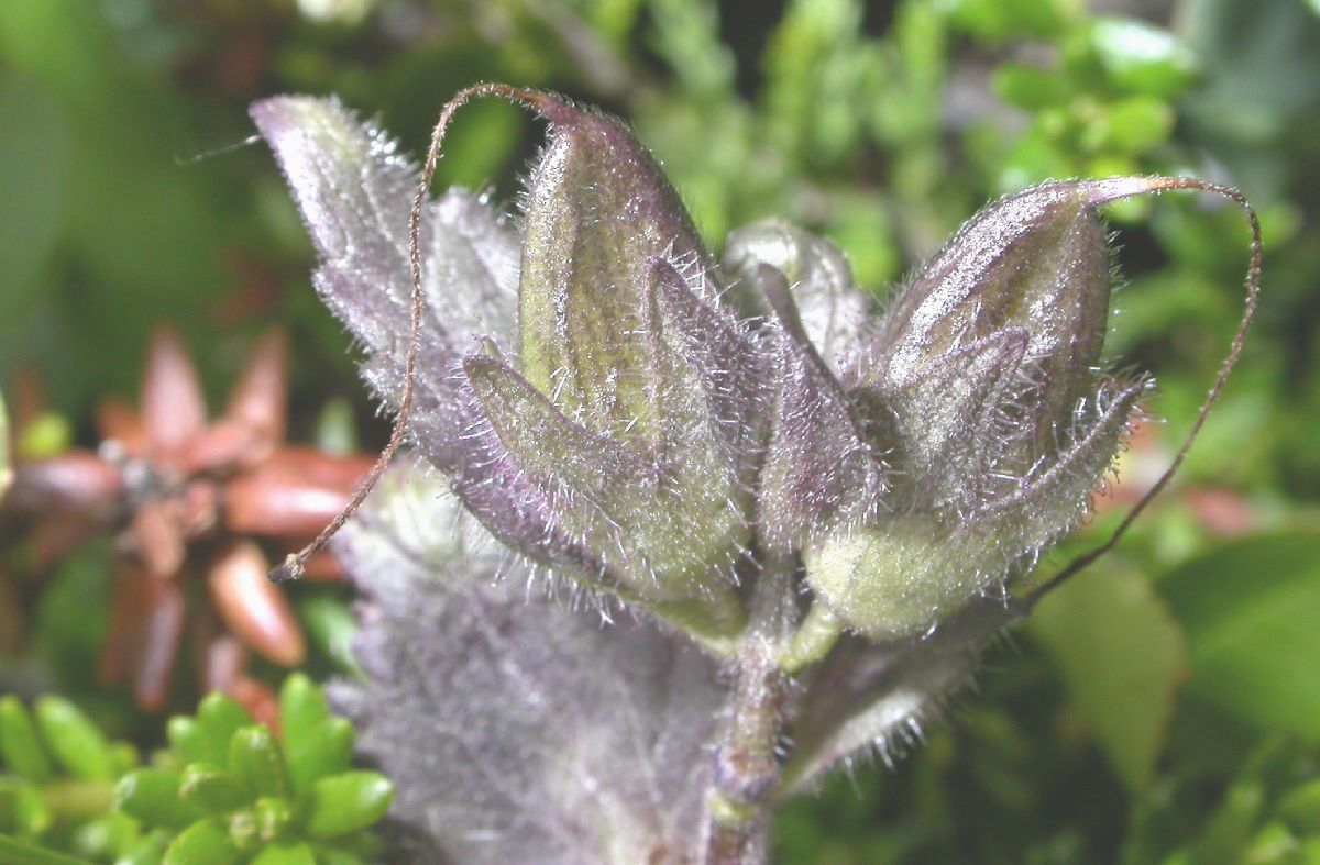 Orobanchaceae Bartsia alpina