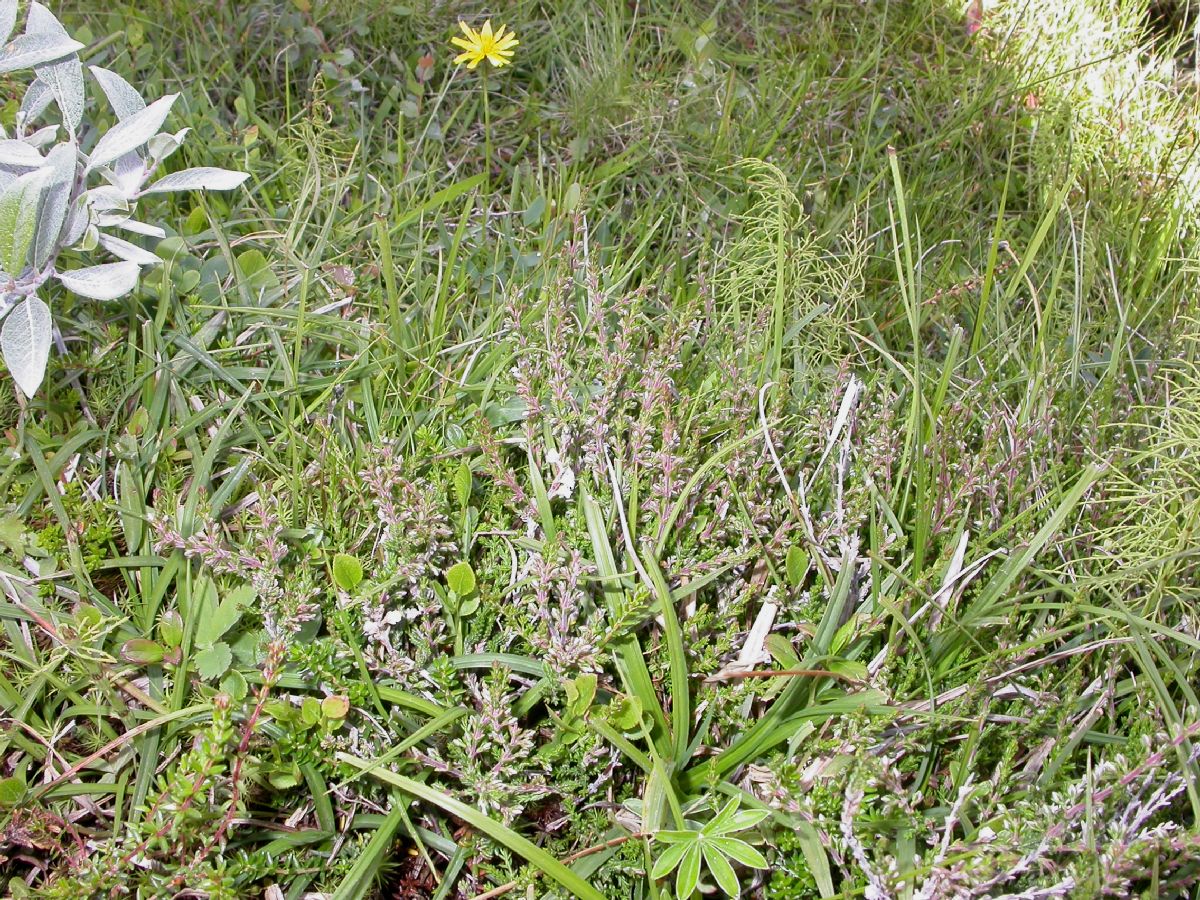 Ericaceae Calluna vulgaris