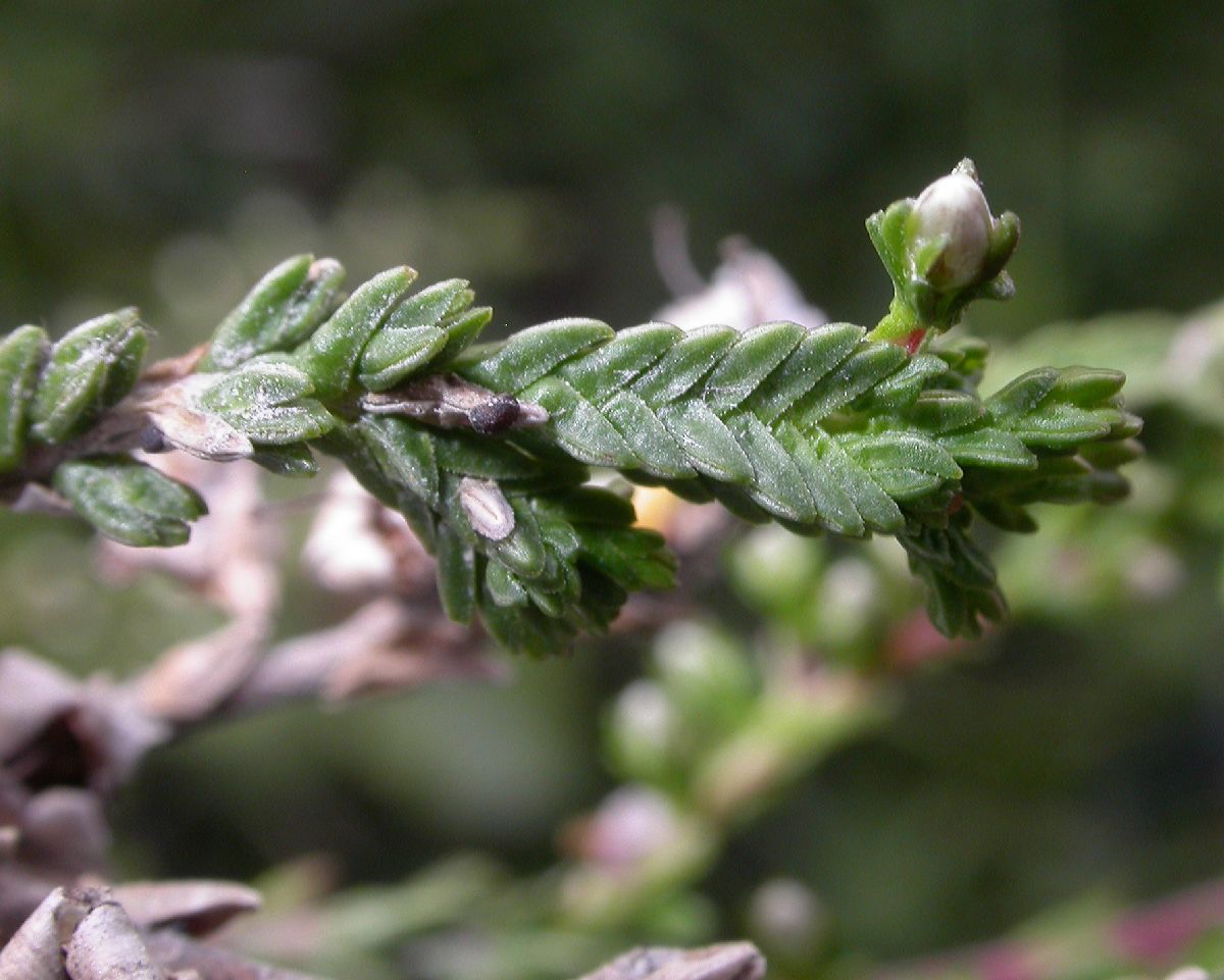 Ericaceae Calluna vulgaris