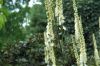 image of Actaea racemosa