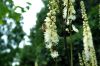 image of Actaea racemosa