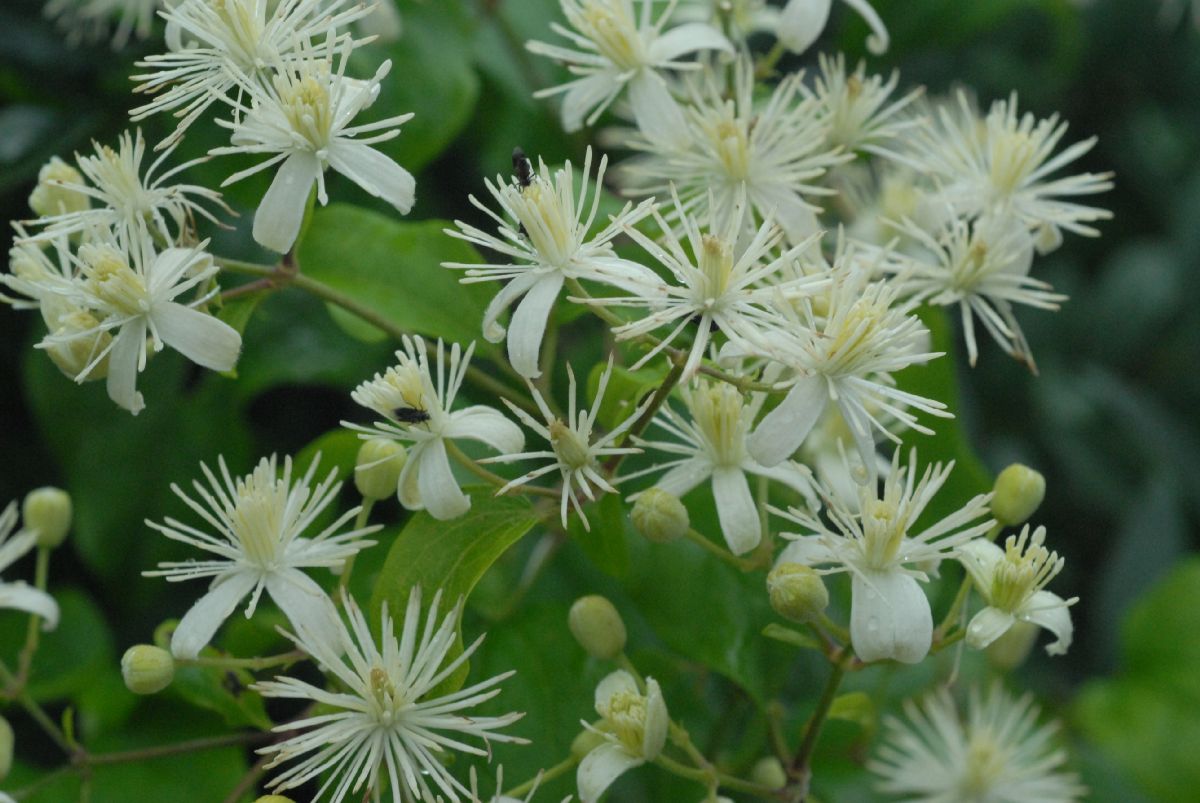 Ranunculaceae Clematis 