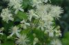 image of Clematis 