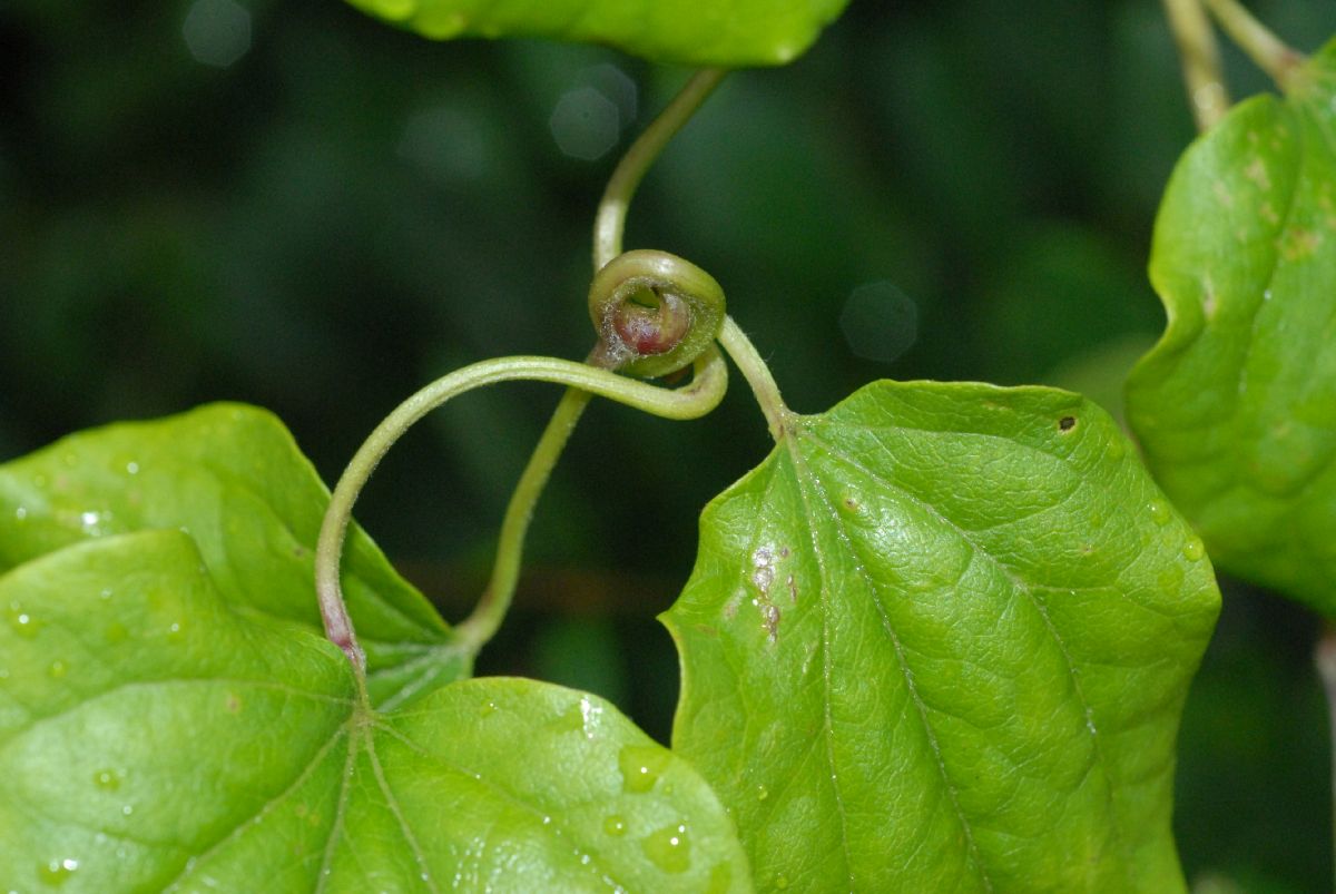 Ranunculaceae Clematis 
