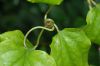 image of Clematis 