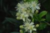 image of Clematis 