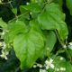 image of Clematis 
