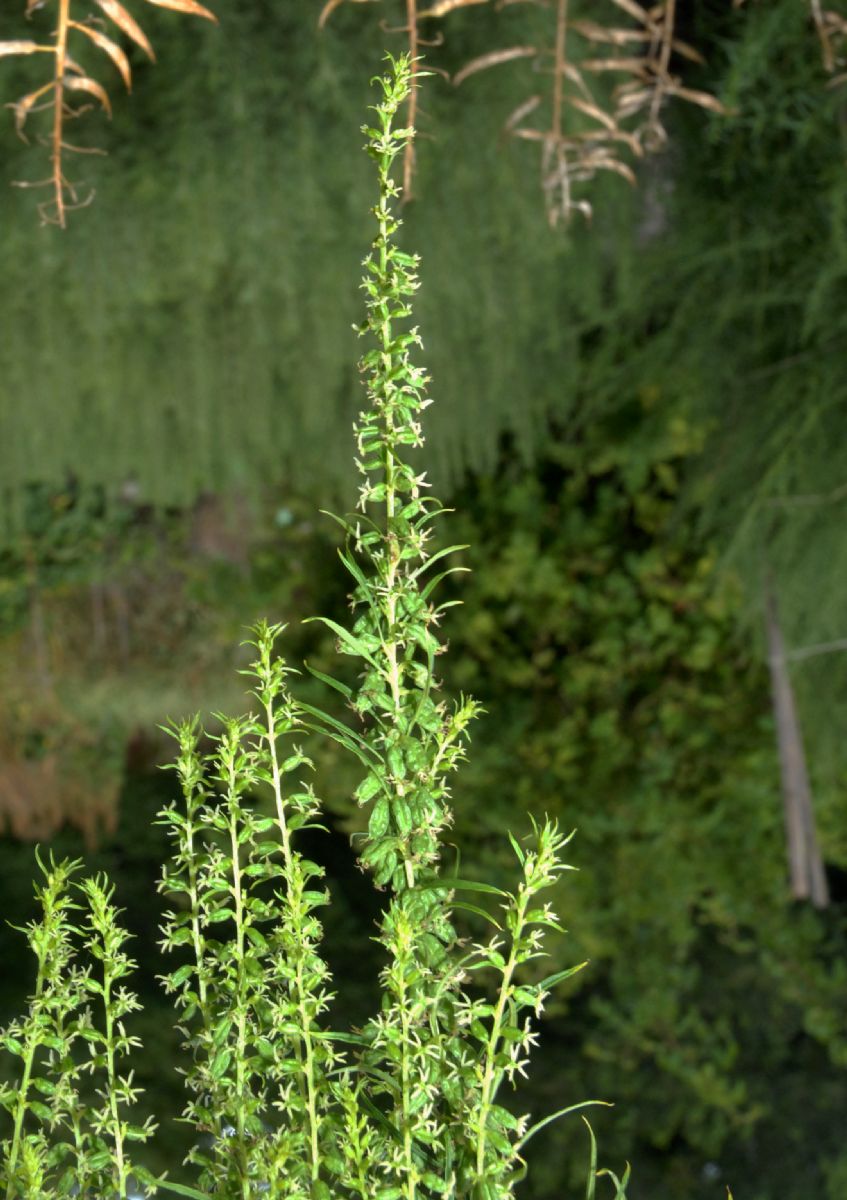 Datiscaceae Datisca cannabina