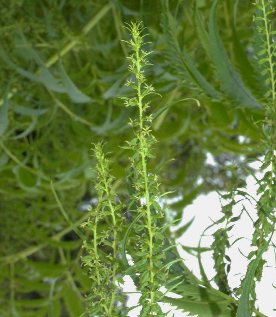 Datiscaceae Datisca cannabina