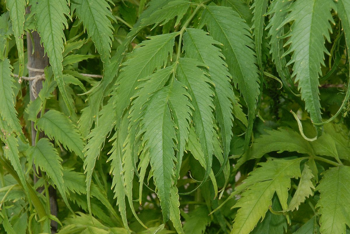 Datiscaceae Datisca cannabina