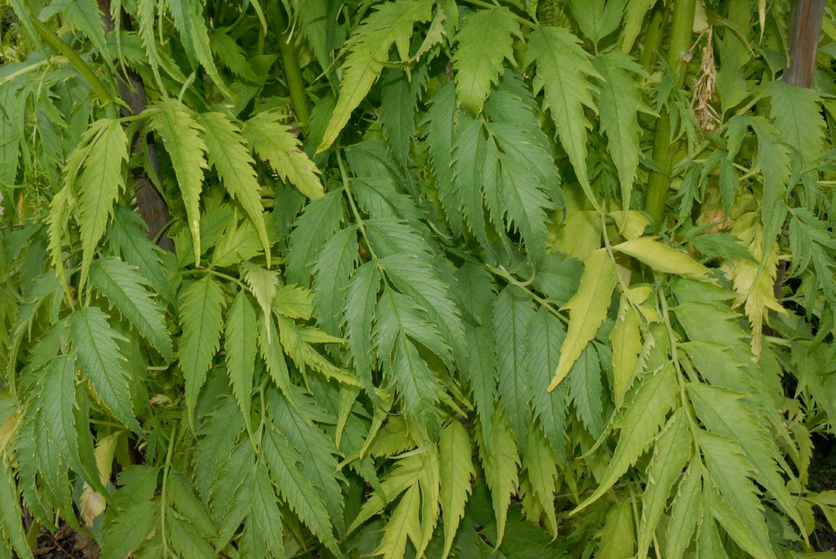 Datiscaceae Datisca cannabina