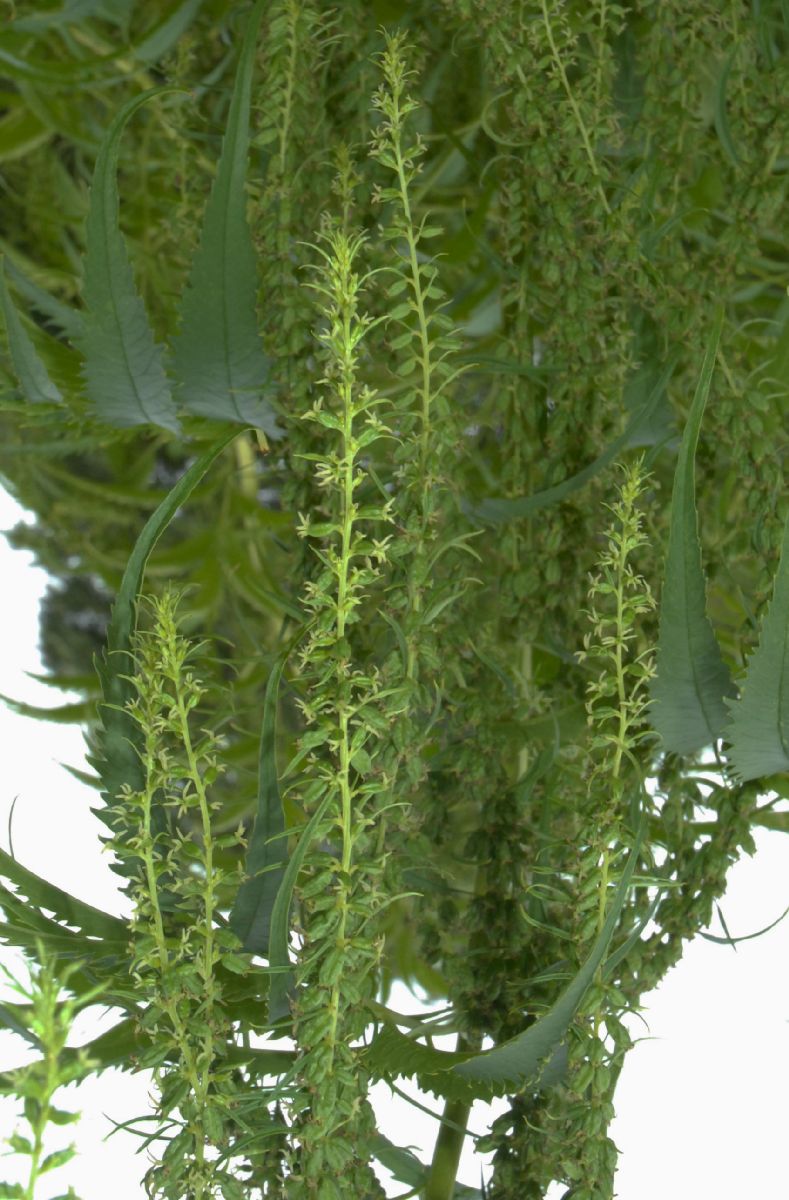 Datiscaceae Datisca cannabina