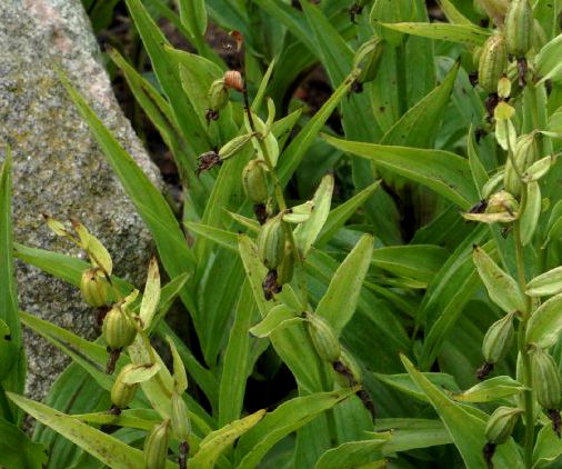 Orchidaceae Epipactis gigantea