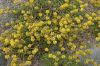 image of Eriogonum jamesii