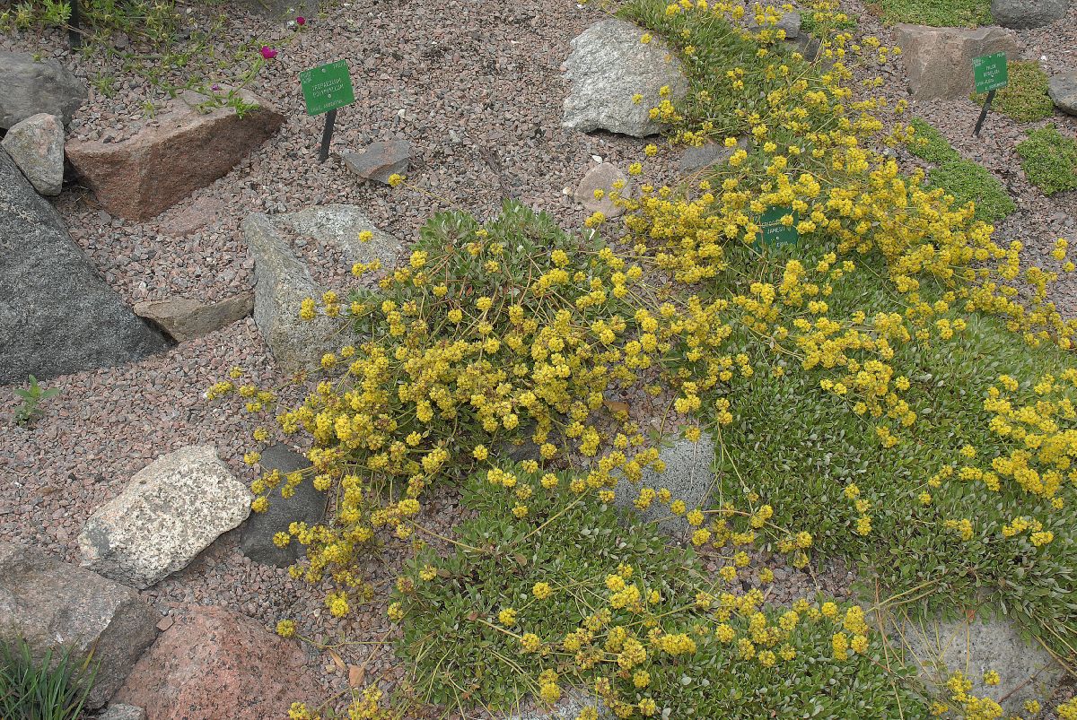 Polygonaceae Eriogonum jamesii