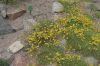 image of Eriogonum jamesii