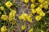 image of Eriogonum jamesii