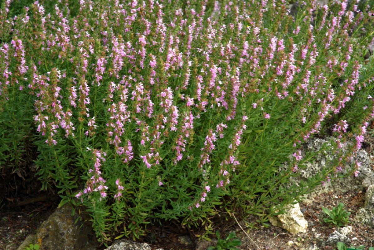 Lamiaceae Hyssopus officinalis