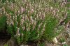 image of Hyssopus officinalis