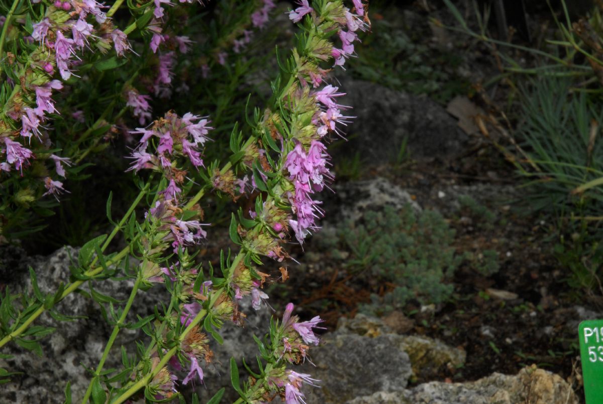 Lamiaceae Hyssopus officinalis