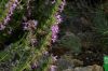 image of Hyssopus officinalis