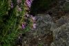 image of Hyssopus officinalis
