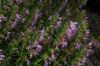 image of Hyssopus officinalis