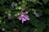 image of Lavatera thuringiaca