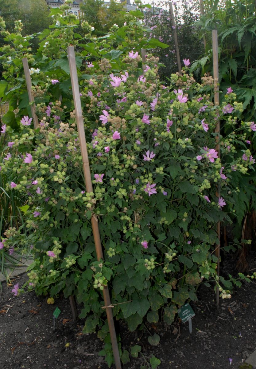 Malvaceae Lavatera thuringiaca