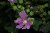 image of Lavatera thuringiaca