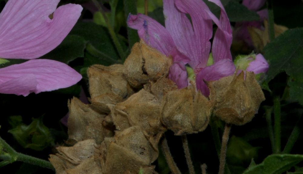 Malvaceae Lavatera thuringiaca