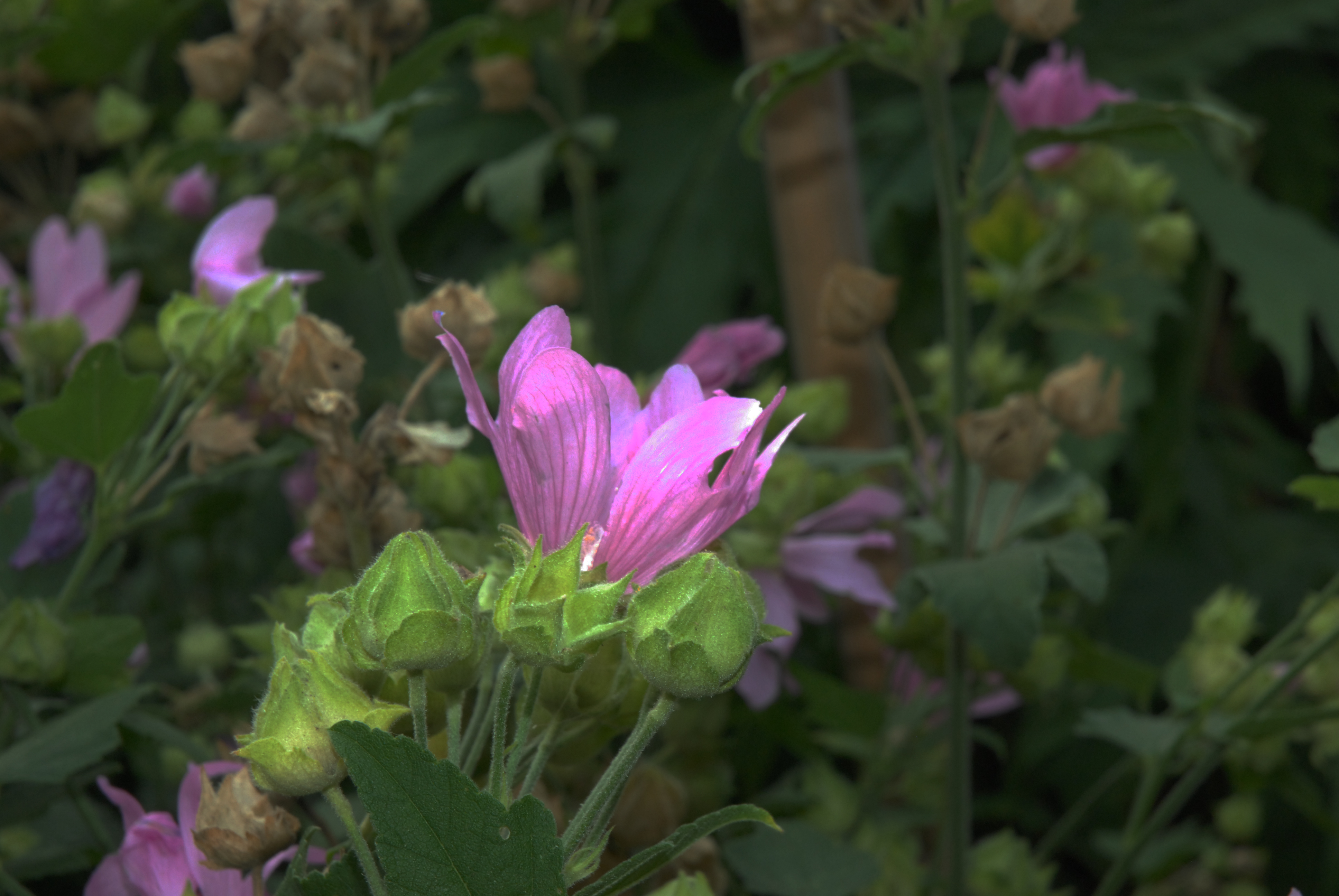 Malvaceae Lavatera thuringiaca