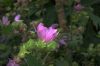 image of Lavatera thuringiaca