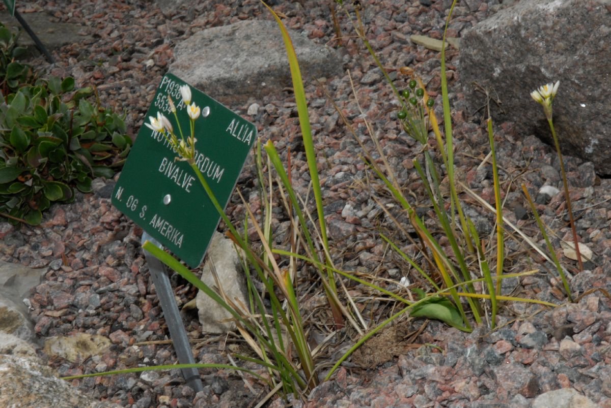 Amaryllidaceae Nothoscordum bivalve