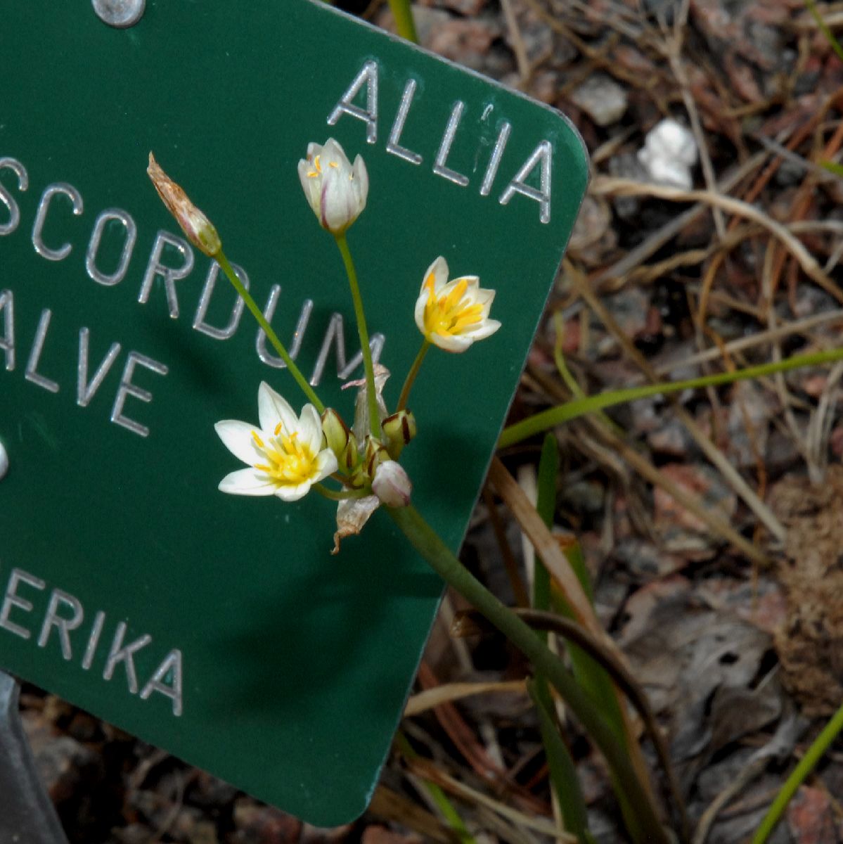 Amaryllidaceae Nothoscordum bivalve