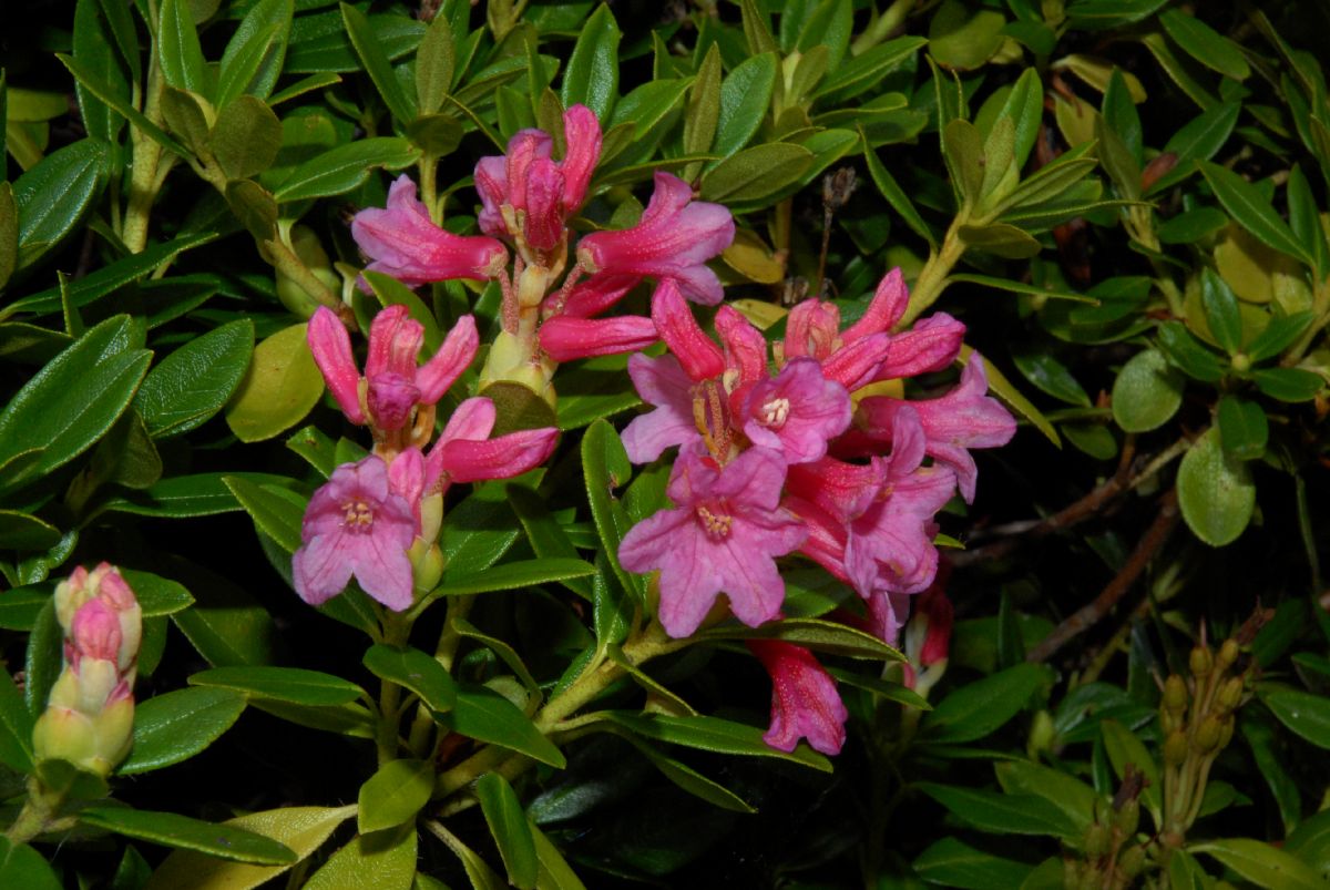 Ericaceae Rhododendron ferrugineum