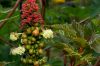 image of Ricinus 