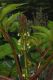 image of Ricinus 