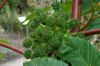 image of Ricinus 